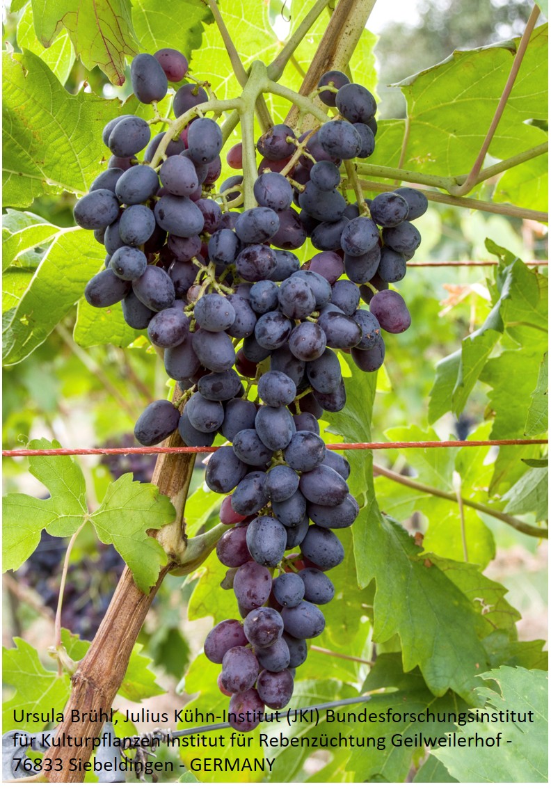 Attika Seedless (Attiki) (wurzelnackt)
