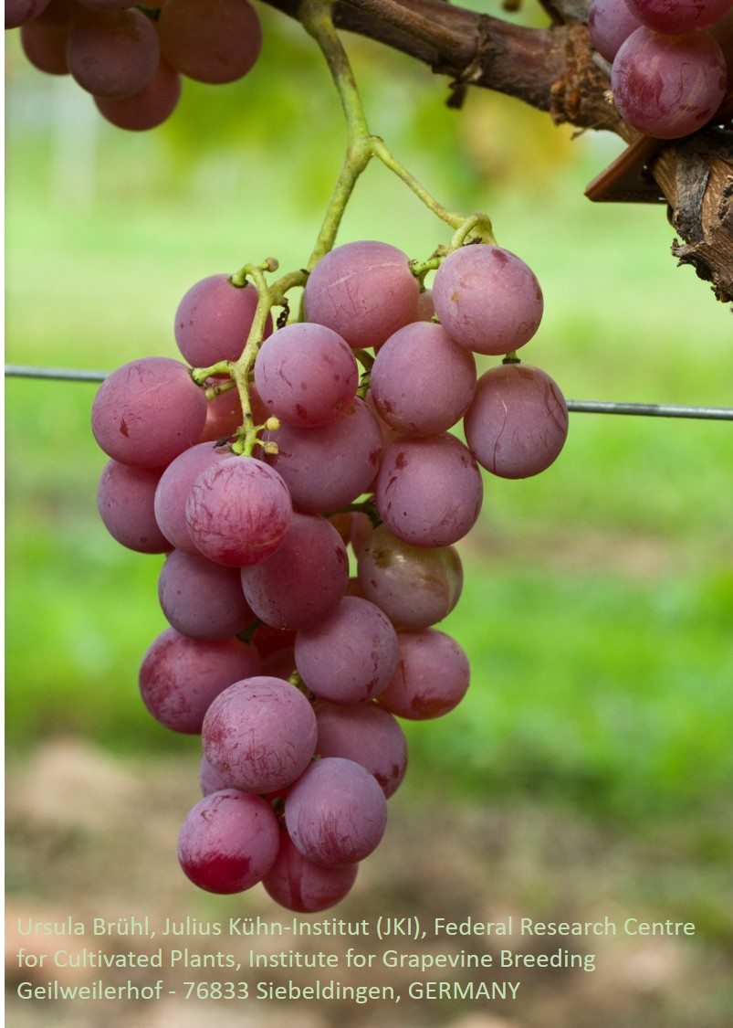 Vital Rose = Vineland Rose - BIO-zertifiziert nach EG Öko Verordnung