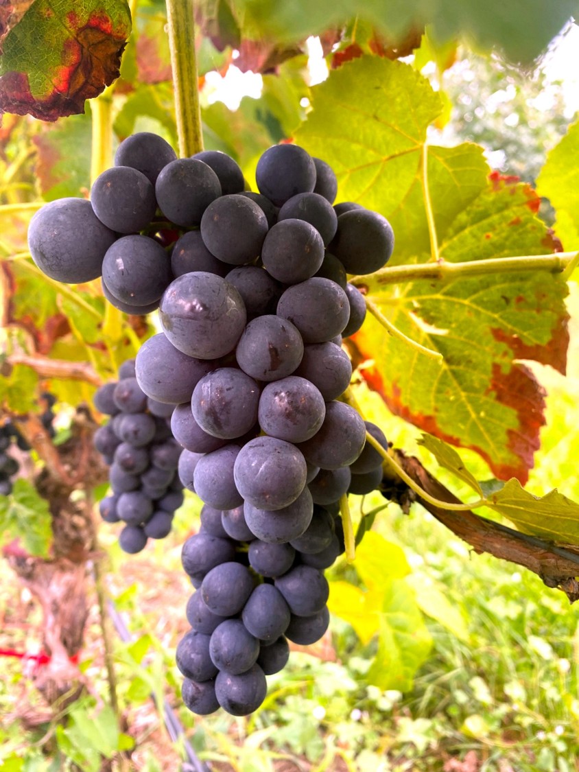 Venus - BIO-zertifiziert nach EG Öko Verordnung