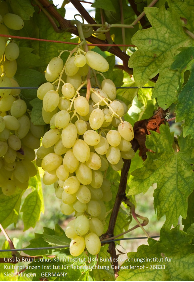 Regal Seedless (wurzelnackt)