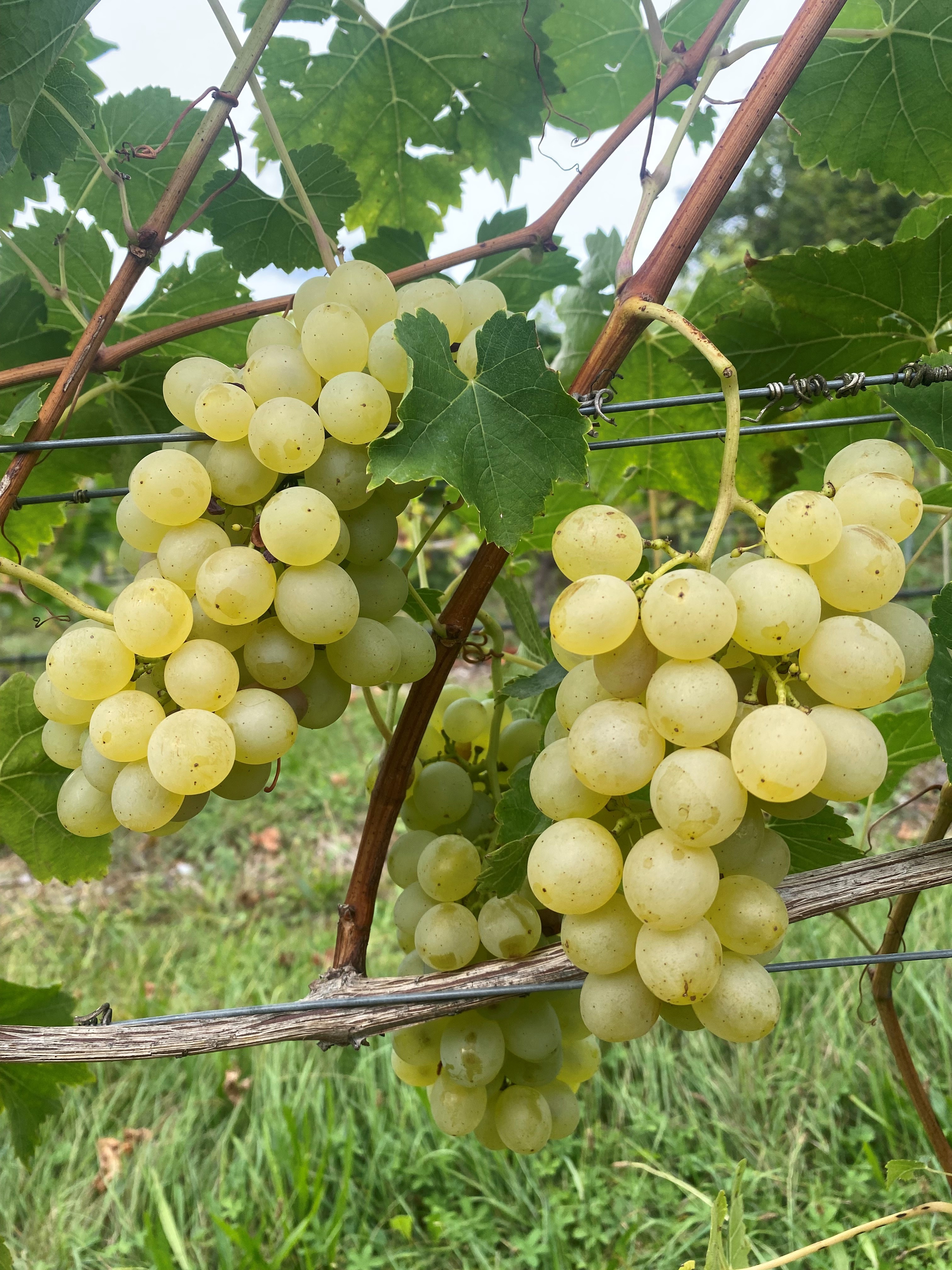Jolanka - BIO-zertifiziert nach EG Öko Verordnung