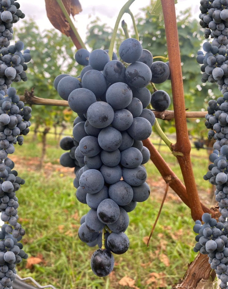 Aroma pur – 3x Muscat Bleu jetzt im Herbstdeal