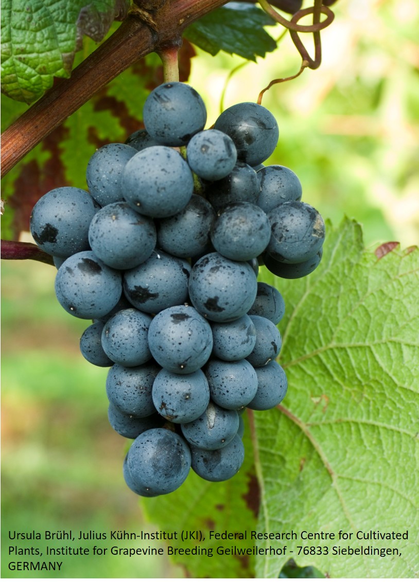 Rondo - BIO-zertifiziert nach EG Öko Verordnung