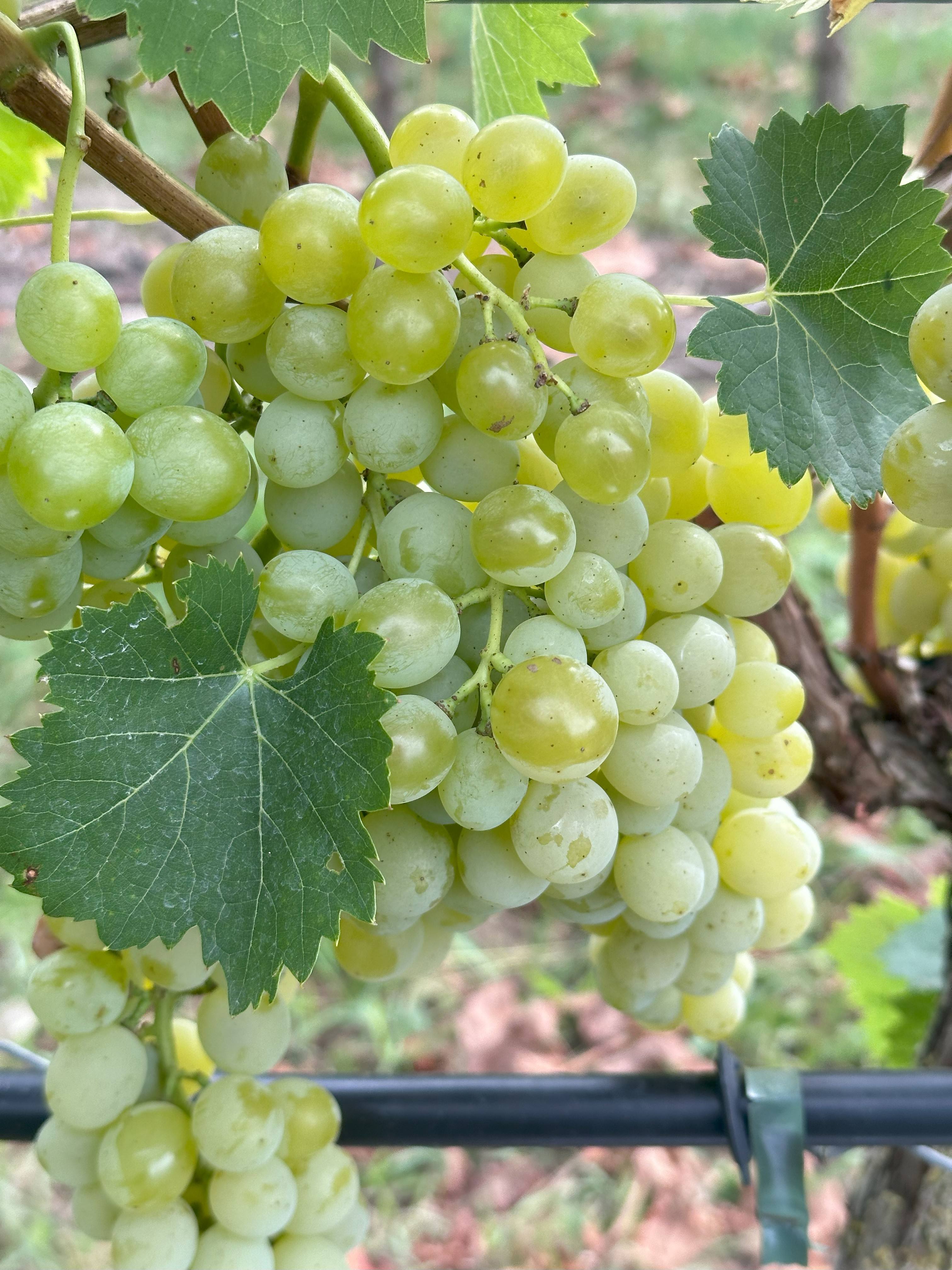Palatina - BIO-zertifiziert nach EG Öko Verordnung