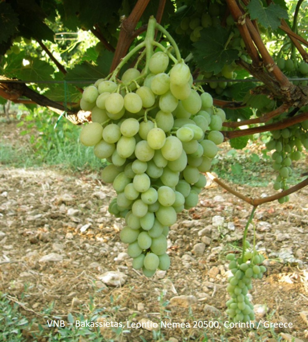 Regal Seedless - BIO-zertifiziert nach EG Öko Verordnung