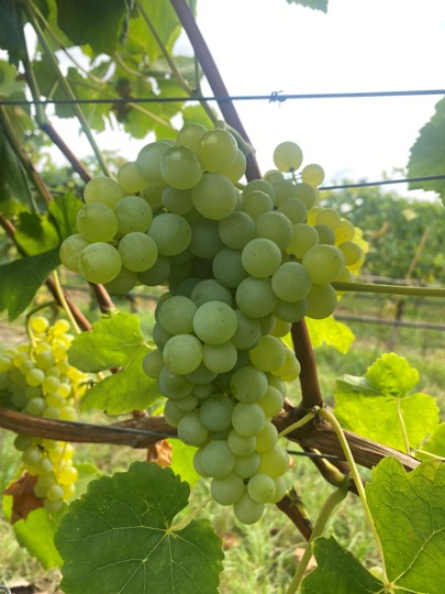 Romulus - BIO-zertifiziert nach EG Öko Verordnung