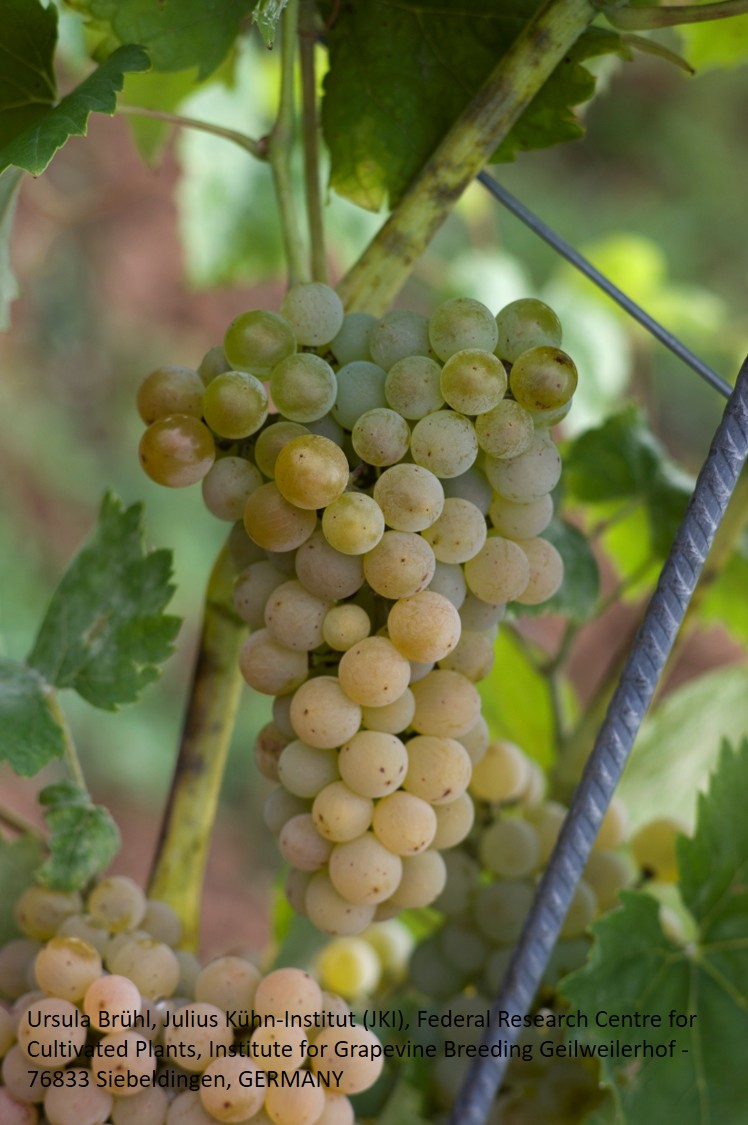 Calardis Blanc - BIO-zertifiziert nach EG Öko Verordnung (DE-ÖKO-006)