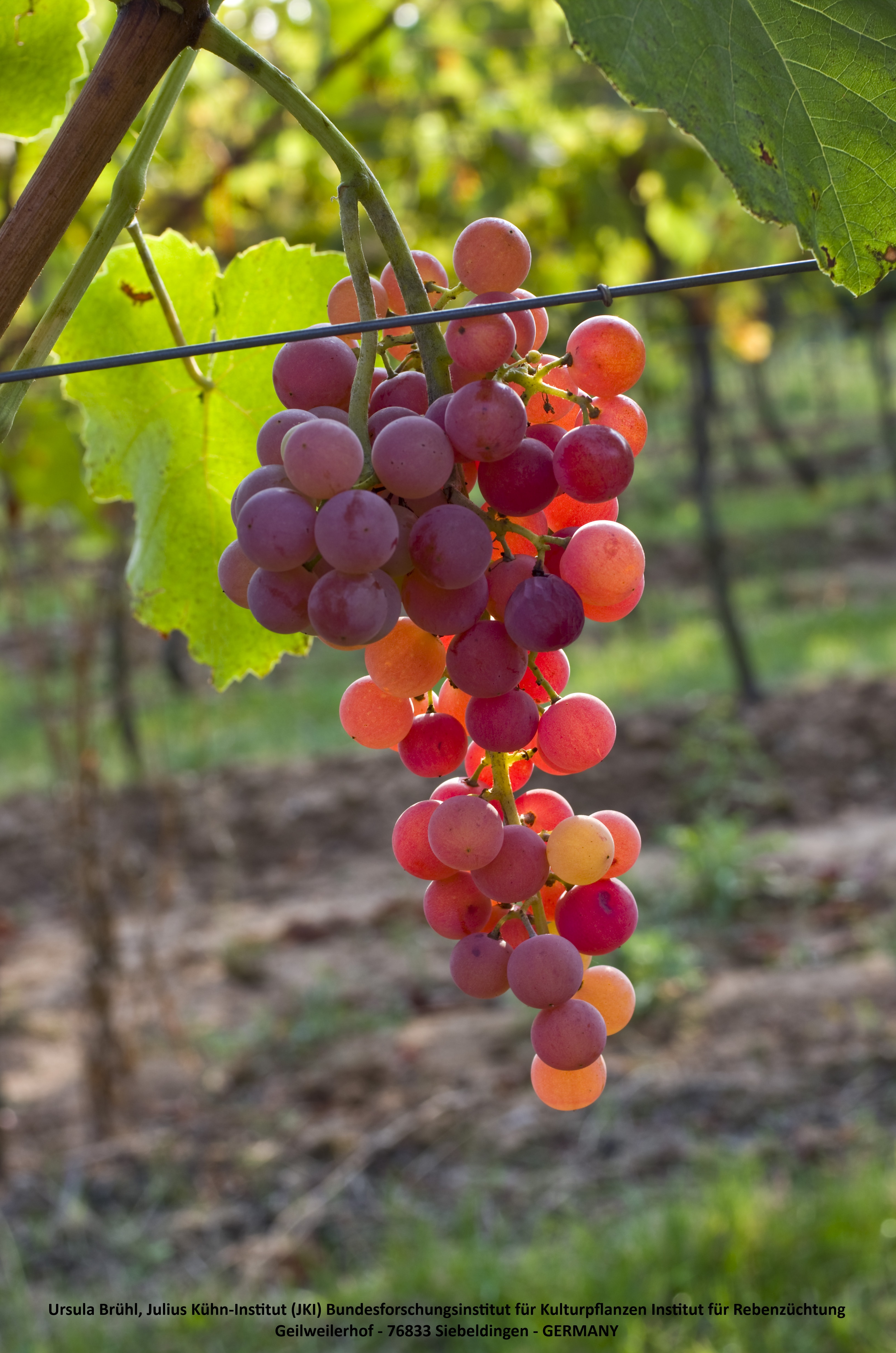 Suffolk Red - BIO-zertifiziert nach EG Öko Verordnung