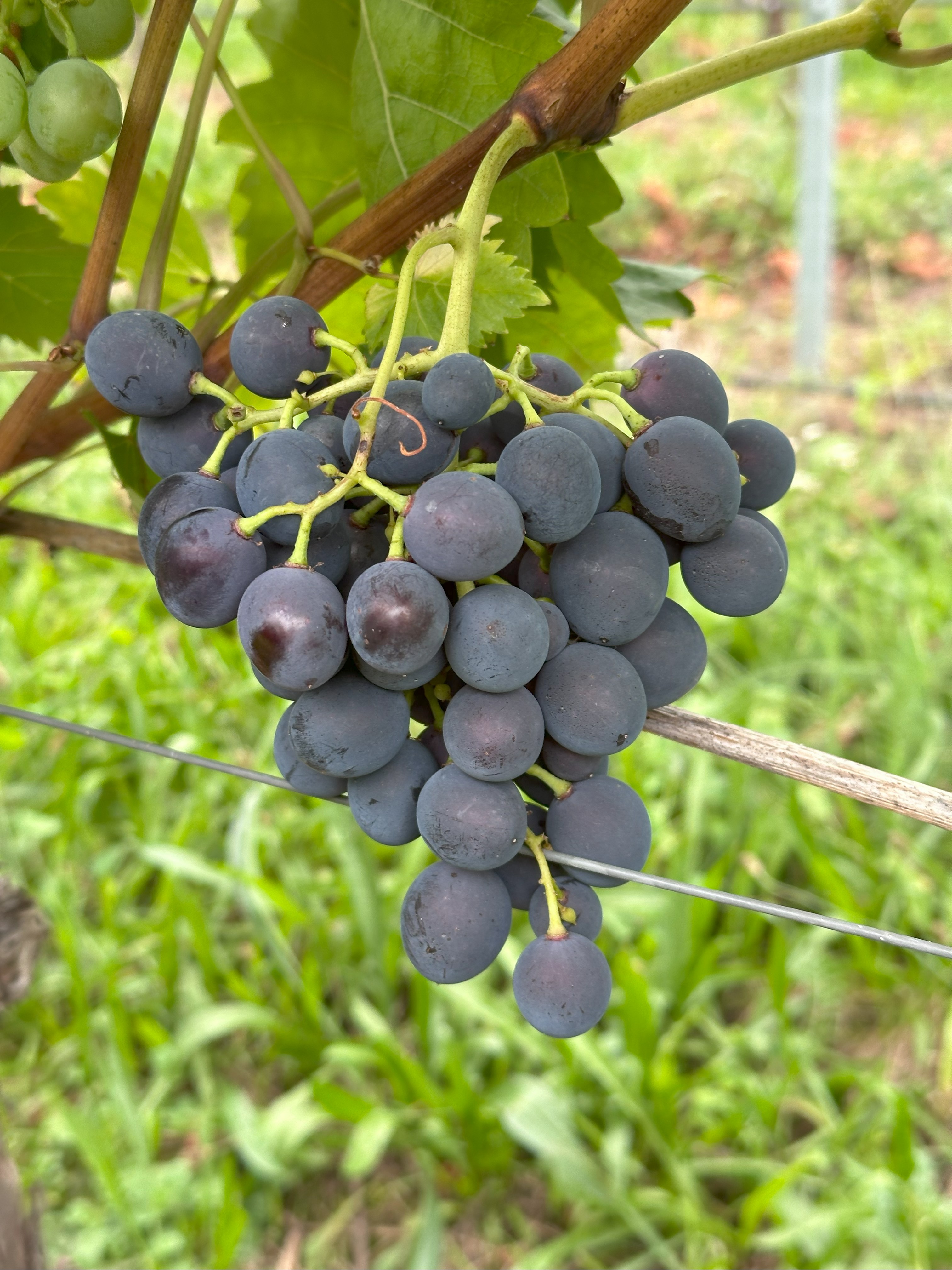 Moldova - BIO-zertifiziert nach EG Öko Verordnung
