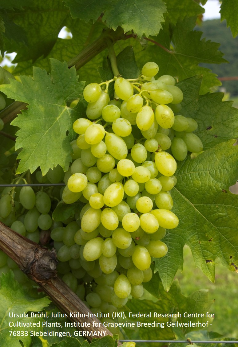 Centennial seedless - BIO-zertifiziert nach EG Öko Verordnung