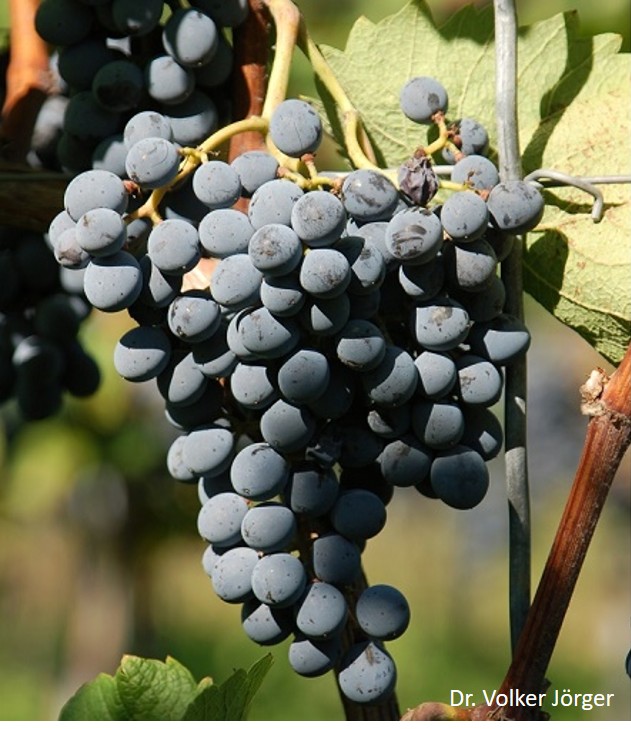 Cabernet Cantor - BIO-zertifiziert nach EG Öko Verordnung (DE-ÖKO-006)
