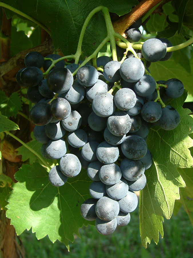 Muscat Bleu