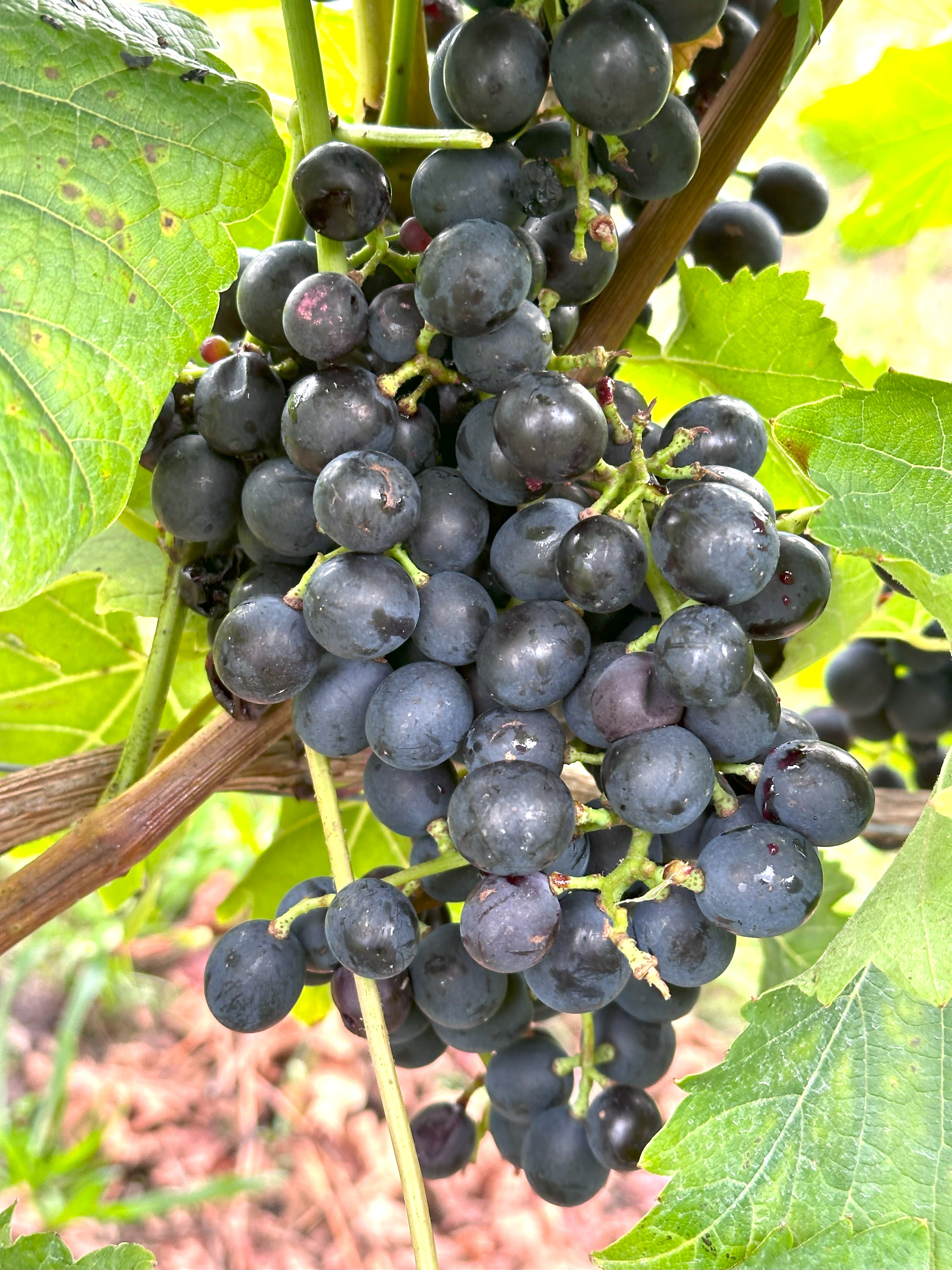 Osella - BIO-zertifiziert nach EG Öko Verordnung