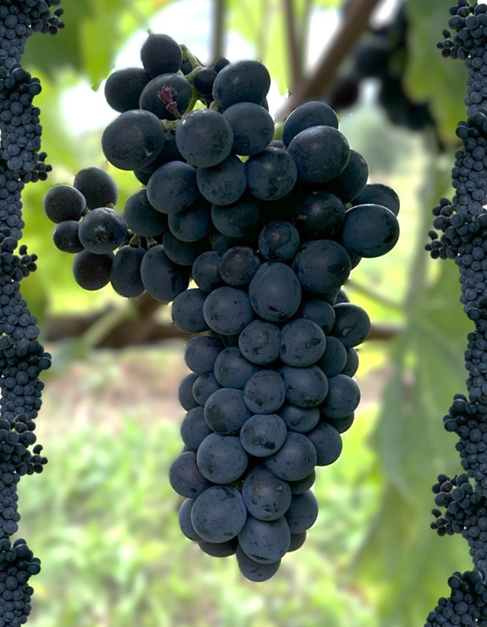 Große Beeren, großer Auftritt – Osella im 3er-Set
