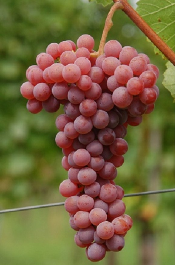 Souvignier Gris - BIO-zertifiziert nach EG Öko Verordnung
