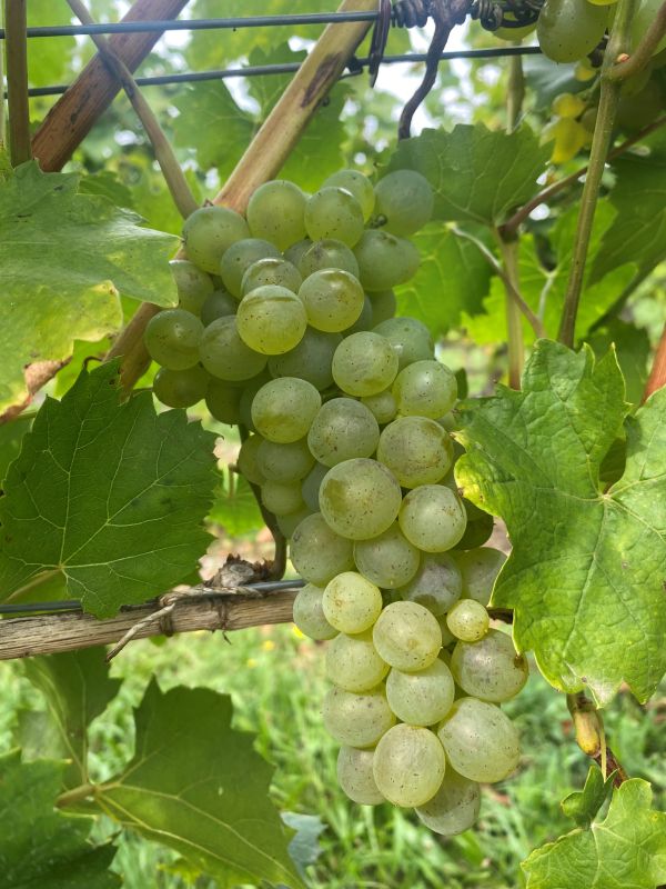 Tafeltraubenreben - knackige, fruchtige und süße Trauben für Garten ...