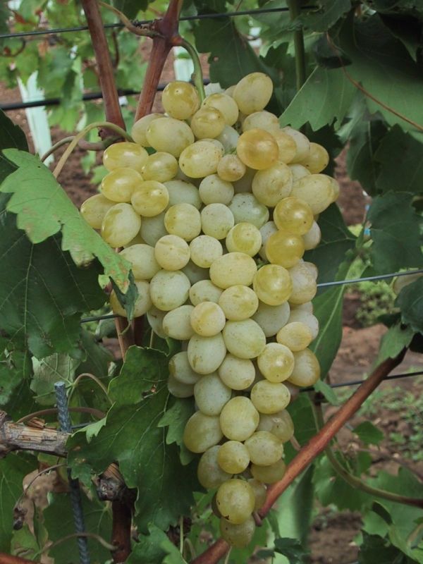 Bianca Tafeltrauben Rebe - Winterharte Weinrebe, Süße Trauben, 3-jährig Getopft, Bis 5m Wuchshöhe